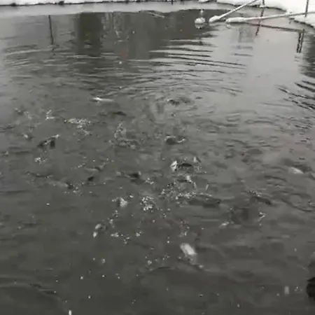 Stanica Karpacka 4x4 Chalet